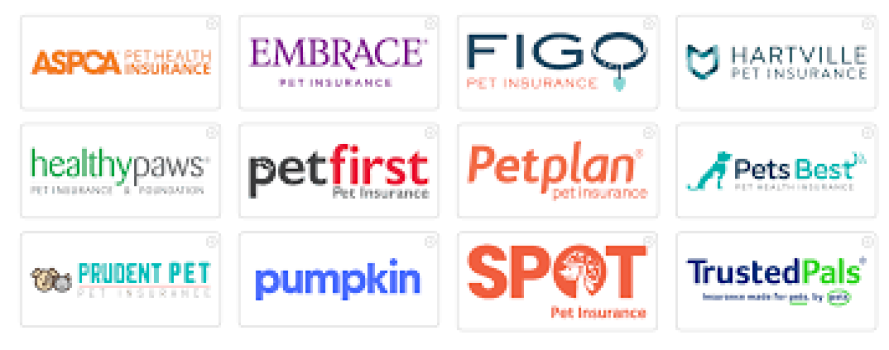 Top-Rated Pet Insurance Providers of 2025